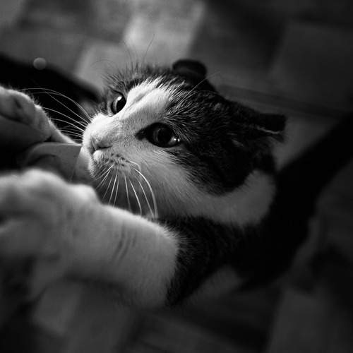 Photo #13367559