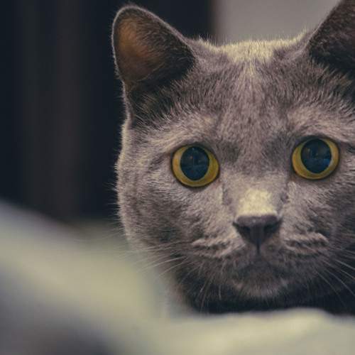 Photo #13367591
