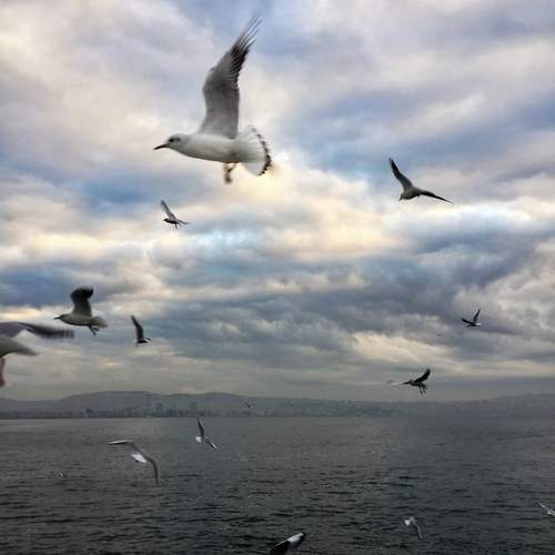 Wings over the Aegean