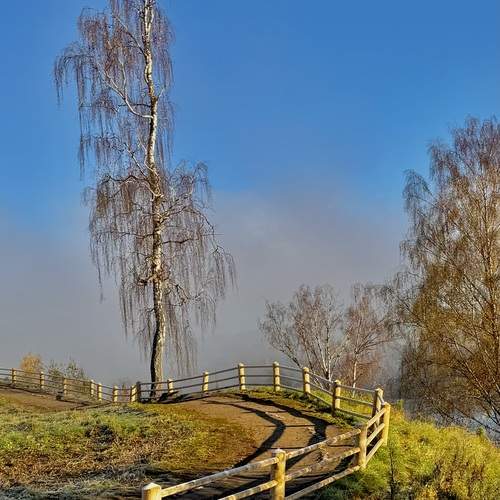 Белая берёза