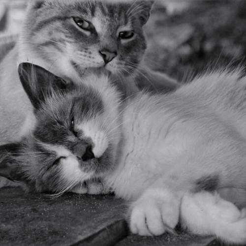 Photo #13367863