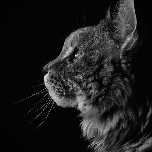 Photo #13367967