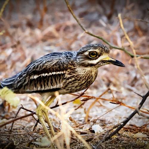 Indian thick-knee