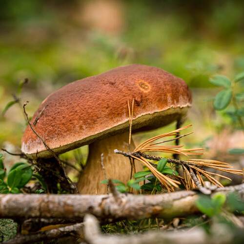 Photo #13369062