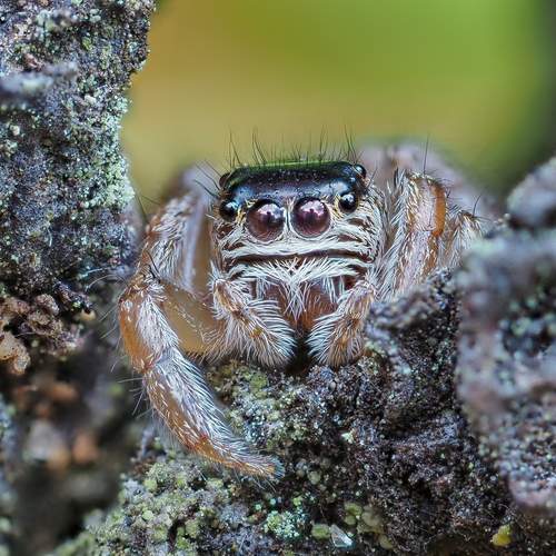 Паук-скакунчик Evarcha arcuata