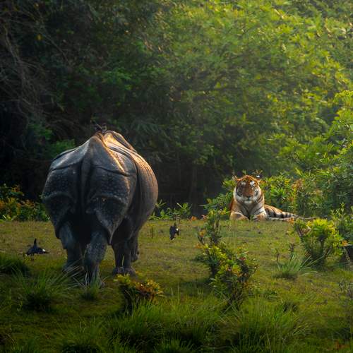 Bengal Tiger and Greater One Horned Rhino