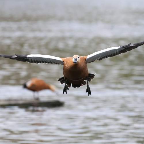 Фотография #13369782