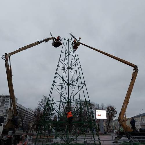 Рождение ели.