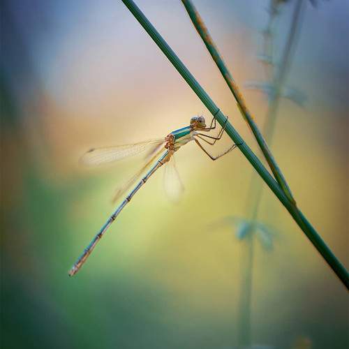 Photo #13370442