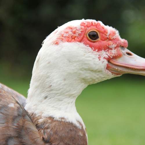 Photo #13370476