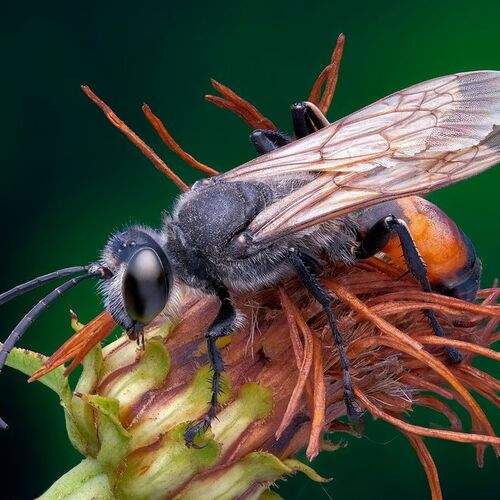 Макровидение