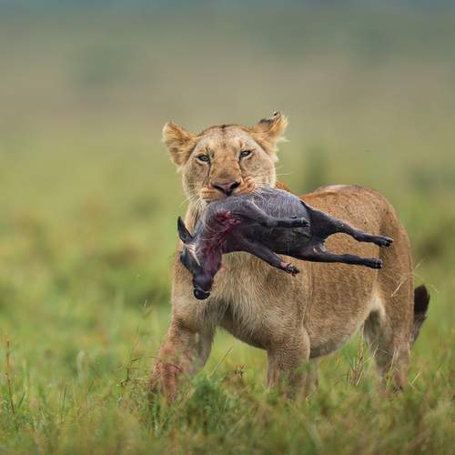 The Shape of Survival