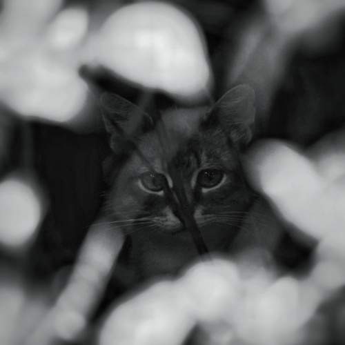 Photo #13370840