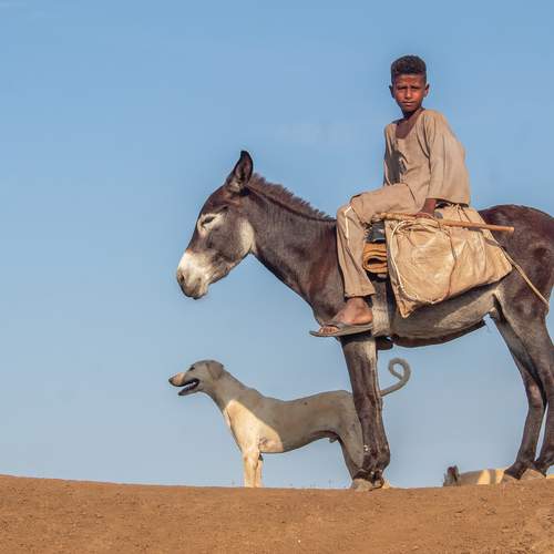 The Young Shepherd and Loyalty at Work
