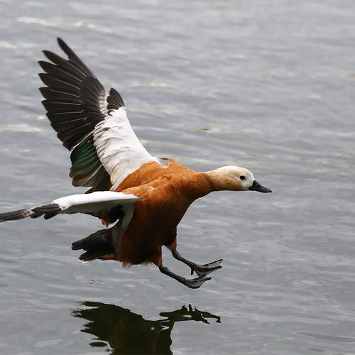 Фотография #13371131