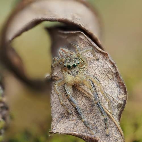 Паук-скакунчик Marpissa radiata