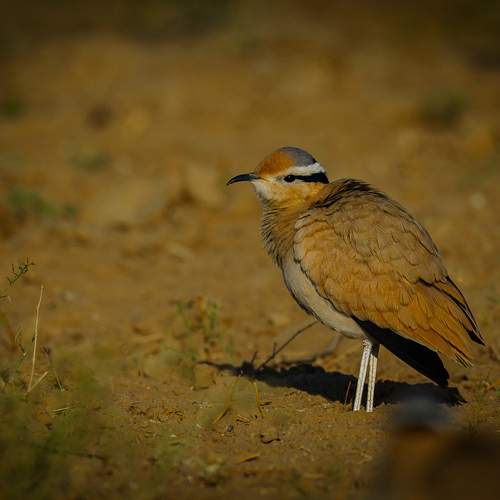 Photo #13371205