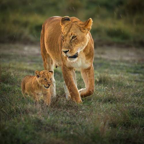 Steps Toward Tomorrow