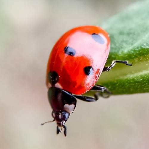 Photo #13371443