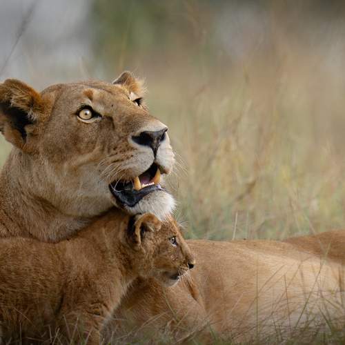 Echoes of a Mother’s Heart