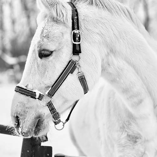 Photo #13372011
