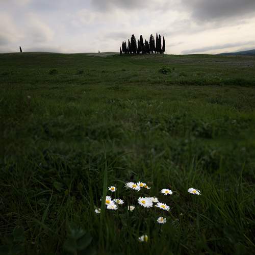 Daisies and Hills