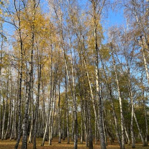 Photo #13372443