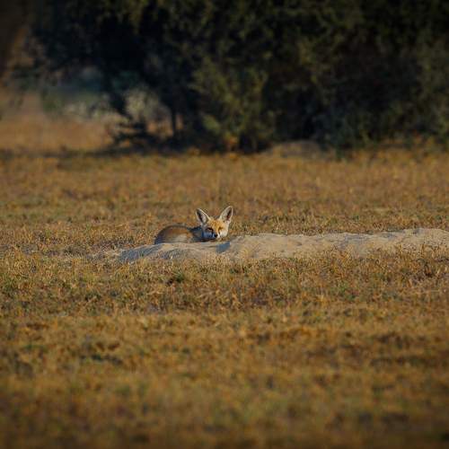 desert Fox