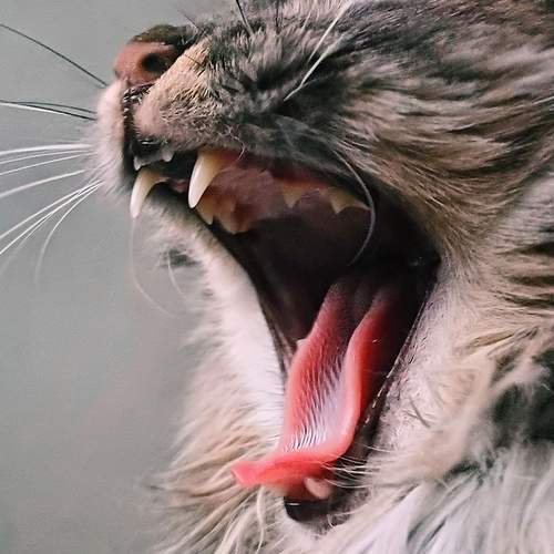 Photo #13372660