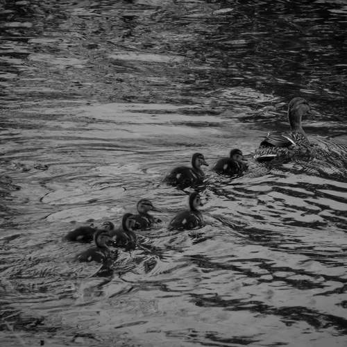 Photo #13372730