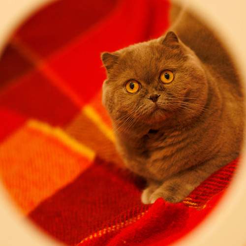 Эти глаза напротив