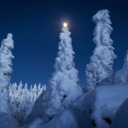 Новогодняя ель