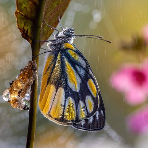 The First Rain of Spring