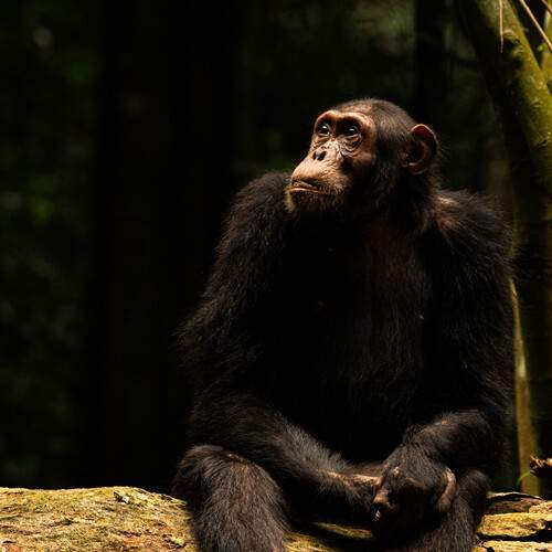 Photo #13373582