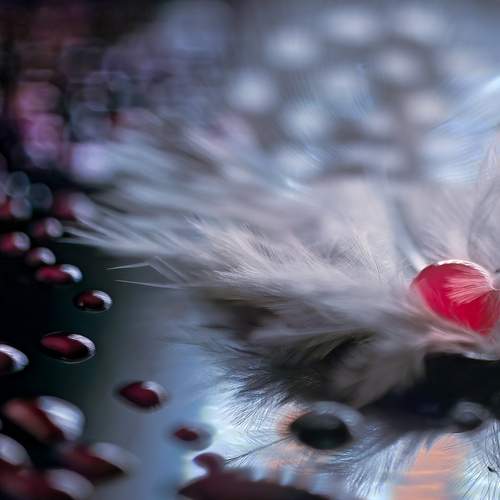 Photo #13373610