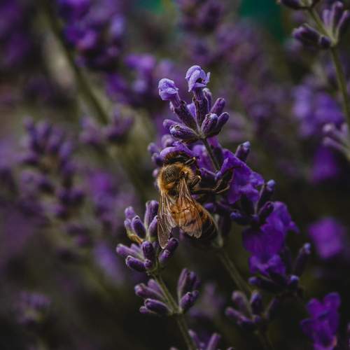 Photo #13373747