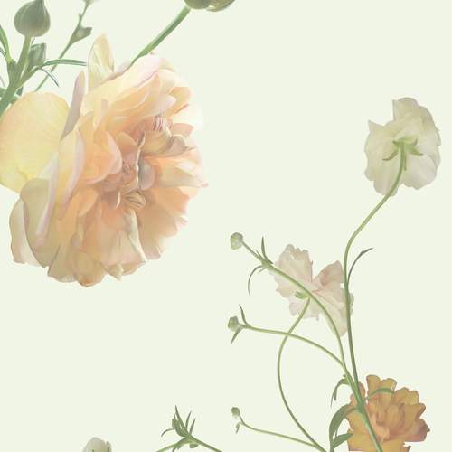 Ranunculus