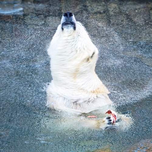 Photo #13374443