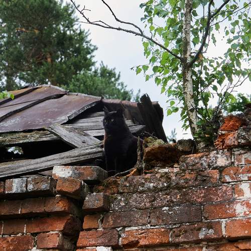 Photo #13374518