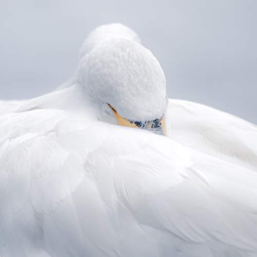 Photo #13374745