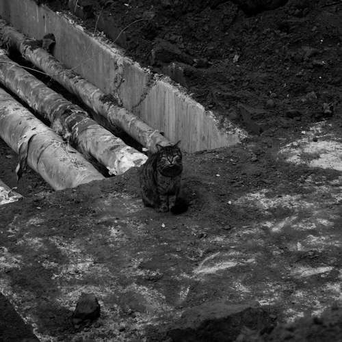 Кот в бездне