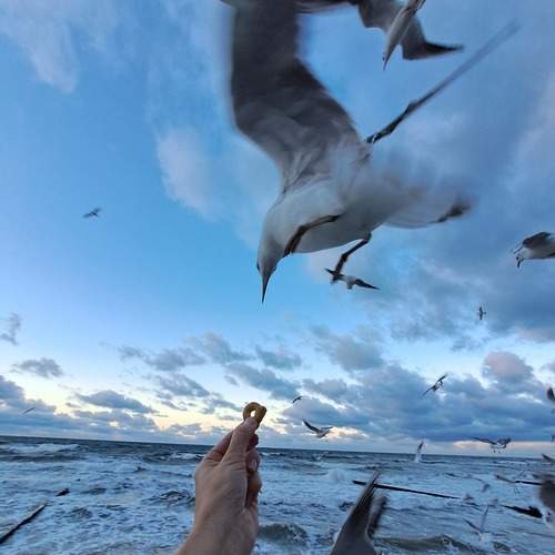 Photo #13375304
