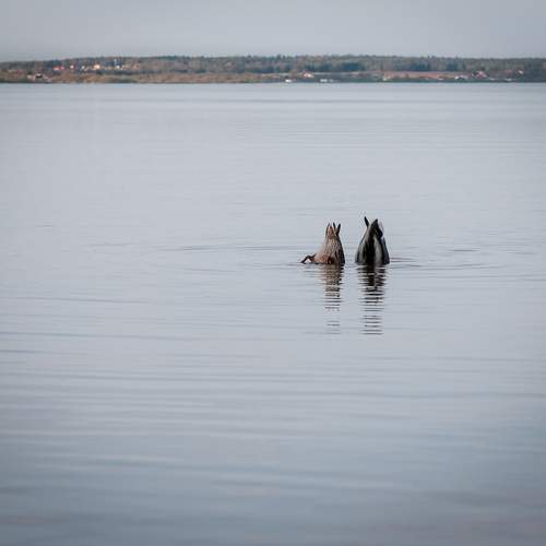 Photo #13375411