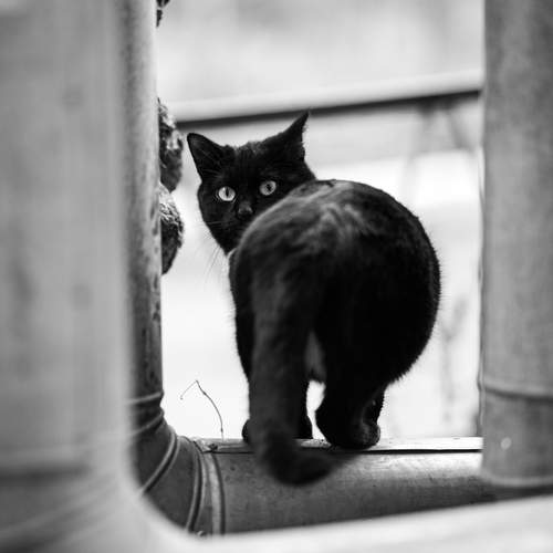 Photo #13375713
