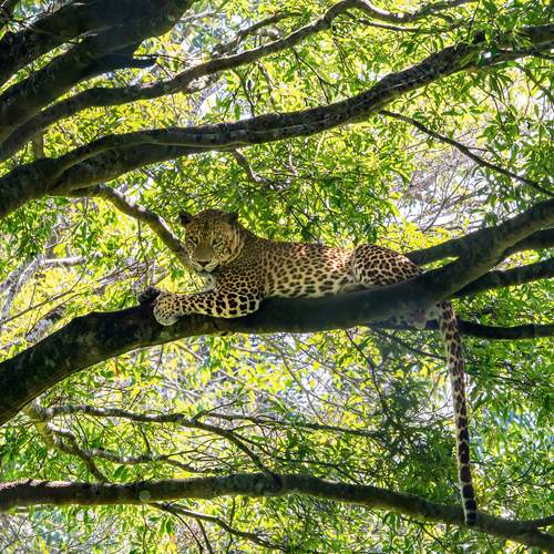 Canopy King