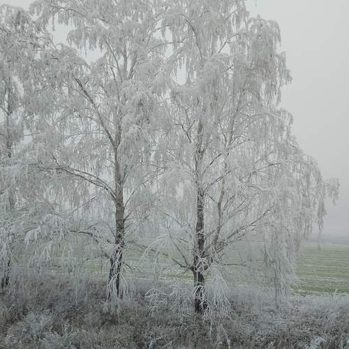 Photo #13376441