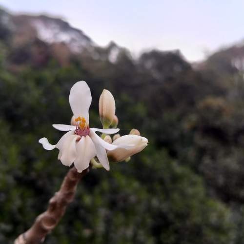 Mobile photography