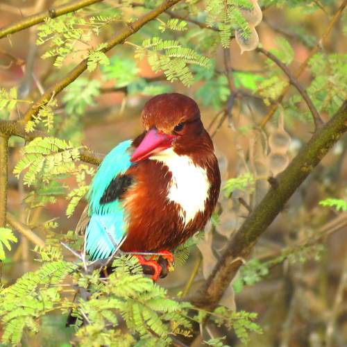 Kingfisher looks on from a tree