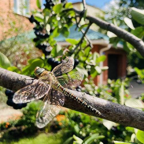 Photo #13377095