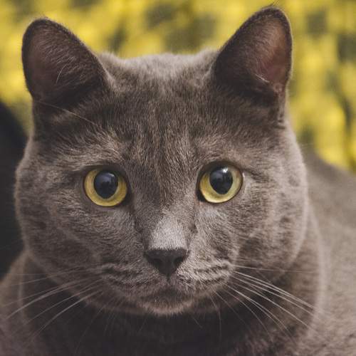 Photo #13377290